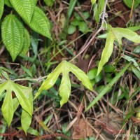 Adenia hondala (Gaertn.) W.J.de Wilde